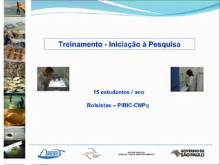 Treinamento - Iniciação à Pesquisa 15 estudantes / ano Bolsistas – PIBIC-CNPq  