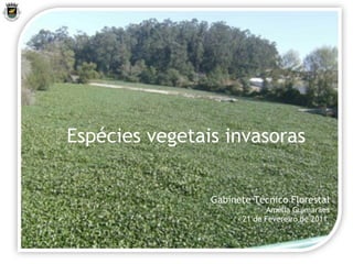 Gabinete Técnico Florestal Amélia Guimarães 21 de Fevereiro de 2011   Espécies vegetais invasoras 