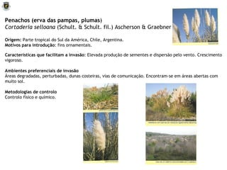 Penachos (erva das pampas, plumas ) Cortaderia selloana  (Schult. & Schult. fil.) Ascherson & Graebner Origem:  Parte tropical do Sul da América, Chile, Argentina . Motivos para introdução : fins ornamentais. Características que facilitam a invasão : Elevada produção de sementes e dispersão pelo vento. Crescimento vigoroso. Ambientes preferenciais de invasão Áreas degradadas, perturbadas, dunas costeiras, vias de comunicação. Encontram-se em áreas abertas com muito sol. Metodologias de controlo Controlo físico e químico. 