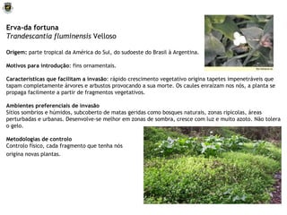 Erva-da fortuna Trandescantia fluminensis  Velloso Origem:  parte tropical da América do Sul, do sudoeste do Brasil à Argentina. Motivos para introdução : fins ornamentais. Características que facilitam a invasão : rápido crescimento vegetativo origina tapetes impenetráveis que tapam completamente árvores e arbustos provocando a sua morte. Os caules enraízam nos nós, a planta se propaga facilmente a partir de fragmentos vegetativos.   Ambientes preferenciais de invasão Sítios sombrios e húmidos, subcoberto de matas geridas como bosques naturais, zonas ripicolas, áreas perturbadas e urbanas. Desenvolve-se melhor em zonas de sombra, cresce com luz e muito azoto. Não tolera o gelo. Metodologias de controlo Controlo físico, cada fragmento que tenha nós origina novas plantas.   