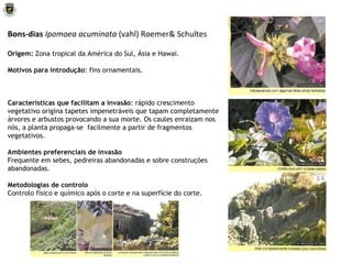 Bons-dias  Ipomoea acuminata  (vahl) Roemer& Schultes Origem:  Zona tropical da América do Sul, Ásia e Hawai. Motivos para introdução : fins ornamentais. Características que facilitam a invasão : rápido crescimento vegetativo origina tapetes impenetráveis que tapam completamente árvores e arbustos provocando a sua morte. Os caules enraízam nos nós, a planta propaga-se  facilmente a partir de fragmentos vegetativos. Ambientes preferenciais de invasão Frequente em sebes, pedreiras abandonadas e sobre construções abandonadas . Metodologias de controlo Controlo físico e químico após o corte e na superfície do corte. 