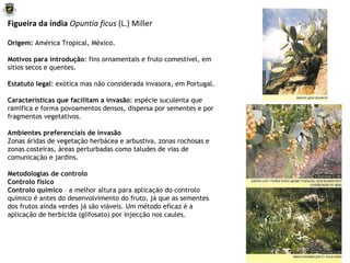 Figueira da índia  Opuntia ficus  (L.) Miller Origem:  América Tropical, México. Motivos para introdução : fins ornamentais e fruto comestível, em sítios secos e quentes. Estatuto legal : exótica mas não considerada invasora, em Portugal. Características que facilitam a invasão : espécie suculenta que ramifica e forma povoamentos densos, dispersa por sementes e por fragmentos vegetativos. Ambientes preferenciais de invasão Zonas áridas de vegetação herbácea e arbustiva, zonas rochosas e zonas costeiras, áreas perturbadas como taludes de vias de comunicação e jardins. Metodologias de controlo Controlo físico Controlo químico  – a melhor altura para aplicação do controlo químico é antes do desenvolvimento do fruto, já que as sementes dos frutos ainda verdes já são viáveis. Um método eficaz é a aplicação de herbicida (glifosato) por injecção nos caules. 