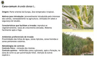 Cana-comum  Arundo donax  L. Origem:  Parte oriental da Europa, Ásia temperada e tropical. Motivos para introdução : provavelmente introduzida pelo interesse dos colmos, nomeadamente na agricultura. Utilizada em sebes e segurança de taludes. Características que facilitam a invasão:  reproduz-se vegetativamente, taxas de crescimento elevadas. Rebenta facilmente após o fogo. Ambientes preferenciais de invasão Proximidades das linhas de água, zonas ripícolas, zonas húmidas e zonas pantanosas costeiras. Metodologias de controlo Controlo físico –  remoção dos rizomas. Controlo químico  – Herbicidas como o glicosato, após a floração, na zona do corte ou por pulverização foliar. Atenção ás outras espécie.s 