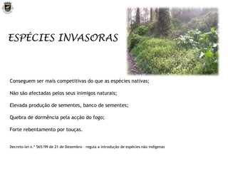 ESPÉCIES INVASORAS Conseguem ser mais competitivas do que as espécies nativas; Não são afectadas pelos seus inimigos naturais; Elevada produção de sementes, banco de sementes; Quebra de dormência pela acção do fogo; Forte rebentamento por touças . Decreto-lei n.º 565/99 de 21 de Dezembro – regula a introdução de espécies não indígenas 