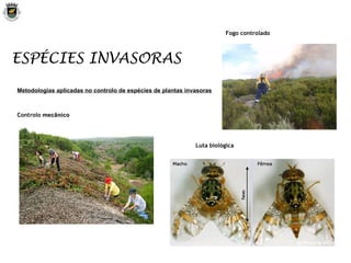 ESPÉCIES INVASORAS Metodologias aplicadas no controlo de espécies de plantas invasoras Controlo  mecânico Luta biológica Fogo controlado 