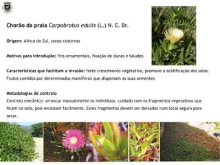 Chorão da praia  Carpobrotus edulis  (L.) N. E. Br. Origem:  Africa do Sul, zonas costeiras Motivos para introdução:  fins ornamentais, fixação de dunas e taludes Características que facilitam a invasão:  forte crescimento vegetativo, promove a acidificação dos solos. Frutos comidos por determinados mamíferos que dispersam as suas sementes Metodologias de controlo Controlo mecânico: arrancar manualmente os indivíduos, cuidado com os fragmentos vegetativos que ficam no solo, pois enraízam facilmente. Estes fragmentos devem ser deixados num local seguro para secar. 