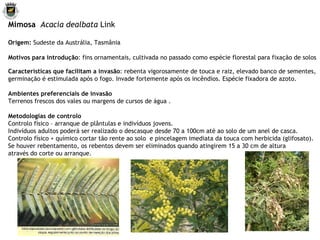 Mimosa   Acacia dealbata  Link  Origem:  Sudeste da Austrália, Tasmânia Motivos para introdução : fins ornamentais, cultivada no passado como espécie florestal para fixação de solos Características que facilitam a invasão : rebenta vigorosamente de touca e raiz, elevado banco de sementes,  germinação é estimulada após o fogo. Invade fortemente após os incêndios. Espécie fixadora de azoto.   Ambientes preferenciais de invasão Terrenos frescos dos vales ou margens de cursos de água . Metodologias de controlo Controlo físico – arranque de plântulas e indivíduos jovens. Indivíduos adultos poderá ser realizado o descasque desde 70 a 100cm até ao solo de um anel de casca. Controlo físico + químico cortar tão rente ao solo  e pincelagem imediata da touca com herbicida (glifosato). Se houver rebentamento, os rebentos devem ser eliminados quando atingirem 15 a 30 cm de altura através do corte ou arranque.   
