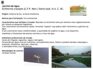 Jacinto-de-água   Eichhornia crassipes  (C.F.P. Mart.)  Solms-laub. In A. C. DC.   Origem:  América do Sul, na bacia Amazónica.   Motivos para introdução : fins ornamentais. Características que facilitam a invasão : Reproduz-se facilmente tanto por semente como vegetativamente, por rizomas ou pequenos fragmentos. Tem crescimento extremamente rápido, formando “tapetes” que podem cobrir facilmente a superfície da água.  O seu crescimento reduz a biodiversidade, a quantidade de oxigénio na água, a luz disponível, impedindo a fotossíntese das plantas marinhas e o fluxo de água.   Ambientes preferenciais de invasão Canais de irrigação, lagoachos, lagoas e barragens. Favorecido por águas ricas em nutrientes, principalmente azoto, fósforo e potássio devidas a descargas a montante, domésticas, agrícolas, industrias. A salinidade limita a sua distribuição.  Metodologias de controlo remoção manual. 