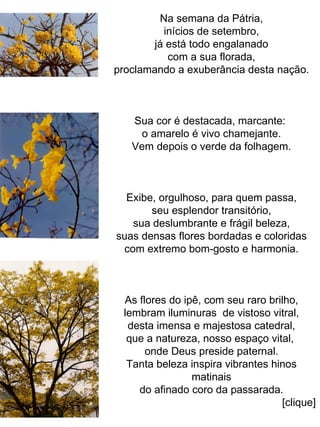 Na semana da Pátria, inícios de setembro, já está todo engalanado com a sua florada, proclamando a exuberância desta nação. Sua cor é destacada, marcante:  o amarelo é vivo chamejante. Vem depois o verde da folhagem. Exibe, orgulhoso, para quem passa, seu esplendor transitório, sua deslumbrante e frágil beleza, suas densas flores bordadas e coloridas com extremo bom-gosto e harmonia. As flores do ipê, com seu raro brilho, lembram iluminuras  de vistoso vitral, desta imensa e majestosa catedral, que a natureza, nosso espaço vital,  onde Deus preside paternal. Tanta beleza inspira vibrantes hinos matinais do afinado coro da passarada. [clique] 