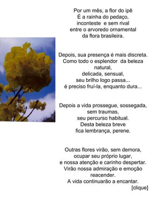 Por um mês, a flor do ipê É a rainha do pedaço, inconteste  e sem rival entre o arvoredo ornamental da flora brasileira. Depois, sua presença é mais discreta. Como todo o esplendor  da beleza natural, delicada, sensual, seu brilho logo passa... é preciso fruí-la, enquanto dura... Depois a vida prossegue, sossegada, sem traumas, seu percurso habitual. Desta beleza breve fica lembrança, perene. Outras flores virão, sem demora, ocupar seu próprio lugar, e nossa atenção e carinho despertar. Virão nossa admiração e emoção reacender. A vida continuarão a encantar. [clique] 