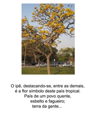 O ipê, destacando-se, entre as demais, é a flor símbolo deste país tropical. País de um povo quente, esbelto e fagueiro; terra da gente...  