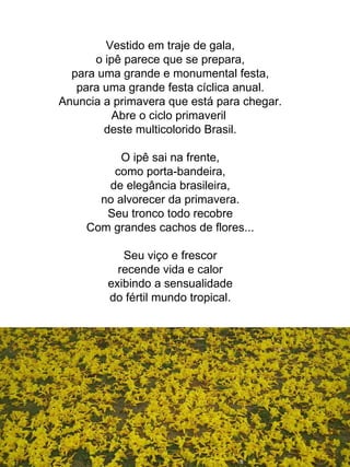 Vestido em traje de gala, o ipê parece que se prepara, para uma grande e monumental festa, para uma grande festa cíclica anual. Anuncia a primavera que está para chegar. Abre o ciclo primaveril  deste multicolorido Brasil. O ipê sai na frente, como porta-bandeira, de elegância brasileira, no alvorecer da primavera. Seu tronco todo recobre Com grandes cachos de flores... Seu viço e frescor recende vida e calor exibindo a sensualidade do fértil mundo tropical. 