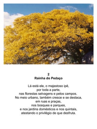 2 Rainha do Pedaço Lá está ele, o majestoso ipê, por toda a parte, nas florestas selvagens e pelos campos.  No meio urbano, também cresce e se destaca, em ruas e praças, nos bosques e parques, e nos jardins domésticos e nos quintais, atestando o privilégio de que desfruta. 
