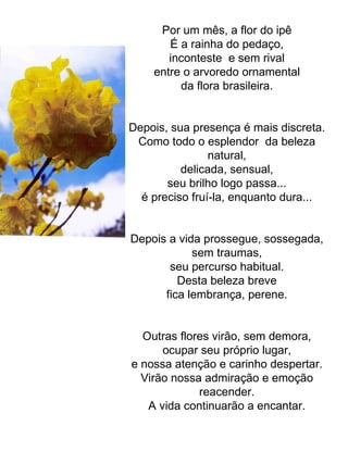 Por um mês, a flor do ipê É a rainha do pedaço, inconteste  e sem rival entre o arvoredo ornamental da flora brasileira. Depois, sua presença é mais discreta. Como todo o esplendor  da beleza natural, delicada, sensual, seu brilho logo passa... é preciso fruí-la, enquanto dura... Depois a vida prossegue, sossegada, sem traumas, seu percurso habitual. Desta beleza breve fica lembrança, perene. Outras flores virão, sem demora, ocupar seu próprio lugar, e nossa atenção e carinho despertar. Virão nossa admiração e emoção reacender. A vida continuarão a encantar. 