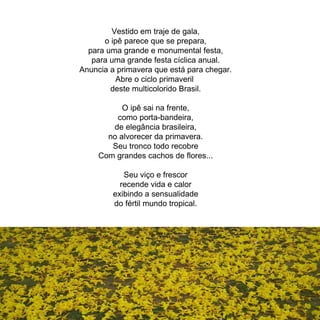 Vestido em traje de gala, o ipê parece que se prepara, para uma grande e monumental festa, para uma grande festa cíclica anual. Anuncia a primavera que está para chegar. Abre o ciclo primaveril  deste multicolorido Brasil. O ipê sai na frente, como porta-bandeira, de elegância brasileira, no alvorecer da primavera. Seu tronco todo recobre Com grandes cachos de flores... Seu viço e frescor recende vida e calor exibindo a sensualidade do fértil mundo tropical. 