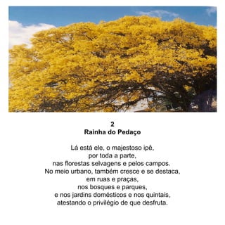 2 Rainha do Pedaço Lá está ele, o majestoso ipê, por toda a parte, nas florestas selvagens e pelos campos.  No meio urbano, também cresce e se destaca, em ruas e praças, nos bosques e parques, e nos jardins domésticos e nos quintais, atestando o privilégio de que desfruta. 