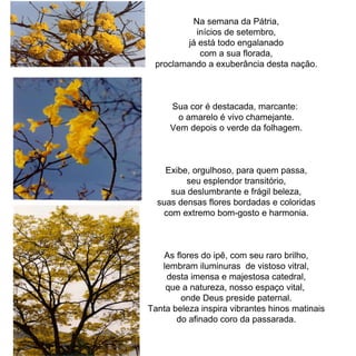 Na semana da Pátria, inícios de setembro, já está todo engalanado com a sua florada, proclamando a exuberância desta nação. Sua cor é destacada, marcante:  o amarelo é vivo chamejante. Vem depois o verde da folhagem. Exibe, orgulhoso, para quem passa, seu esplendor transitório, sua deslumbrante e frágil beleza, suas densas flores bordadas e coloridas com extremo bom-gosto e harmonia. As flores do ipê, com seu raro brilho, lembram iluminuras  de vistoso vitral, desta imensa e majestosa catedral, que a natureza, nosso espaço vital,  onde Deus preside paternal. Tanta beleza inspira vibrantes hinos matinais do afinado coro da passarada. 