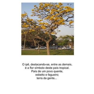 O ipê, destacando-se, entre as demais, é a flor símbolo deste país tropical. País de um povo quente, esbelto e fagueiro; terra da gente...  