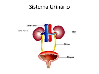 Sistema Urinário
 
