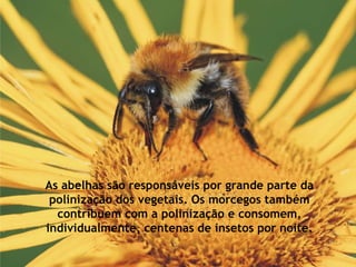 As abelhas são responsáveis por grande parte da polinização dos vegetais. Os morcegos também contribuem com a polinização e consomem, individualmente, centenas de insetos por noite. 