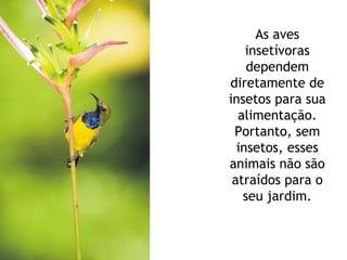 As aves insetívoras dependem diretamente de insetos para sua alimentação. Portanto, sem insetos, esses animais não são atraídos para o seu jardim. 