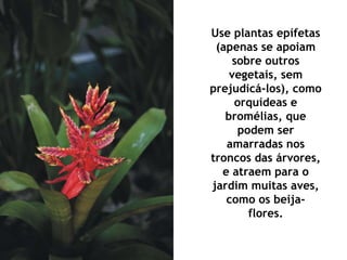 Use plantas epífetas (apenas se apoiam sobre outros vegetais, sem prejudicá-los), como orquídeas e bromélias, que podem ser amarradas nos troncos das árvores, e atraem para o jardim muitas aves, como os beija-flores. 