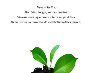 Terra = Ser Vivo Bactérias, fungos, vermes, insetos: São esses seres que fazem a terra ser produtiva. Os nutrientes da terra vêm do metabolismo deles (húmus). 