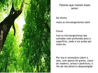 Fatores que matam esses seres: Sol direto mata os microorganismos úteis Chuva  traz os microorganismos das camadas mais profundas para a superfície, onde a luz acaba por matá-los Por isso é necessário cobrir o solo, com aparas de grama, casca de madeira, seixos e pedriscos, a fim de não deixá-lo desprotegido 