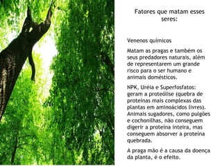 Fatores que matam esses seres: Venenos químicos Matam as pragas e também os seus predadores naturais, além de representarem um grande risco para o ser humano e animais domésticos.  NPK, Uréia e Superfosfatos: geram a proteólise (quebra de proteínas mais complexas das plantas em aminoácidos livres). Animais sugadores, como pulgões e cochonilhas, não conseguem digerir a proteína inteira, mas conseguem absorver a proteína quebrada.  A praga mão é a causa da doença da planta, é o efeito. 