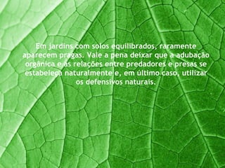 Em jardins com solos equilibrados, raramente aparecem pragas. Vale a pena deixar que a adubação orgânica e as relações entre predadores e presas se estabeleça naturalmente e, em último caso, utilizar os defensivos naturais. 