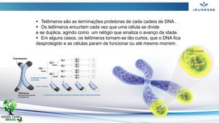  Telômeros são as terminações protetoras de cada cadeia de DNA .
 Os telômeros encurtam cada vez que uma célula se divide
e se duplica, agindo como um relógio que sinaliza o avanço da idade.
 Em alguns casos, os telômeros tornam-se tão curtos, que o DNA fica
desprotegido e as células param de funcionar ou até mesmo morrem.
 