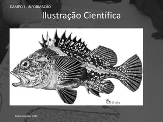 Ilustração Científica
CAMPO 1. INFORMAÇÃO
Pedro Salgado, 1989.
 