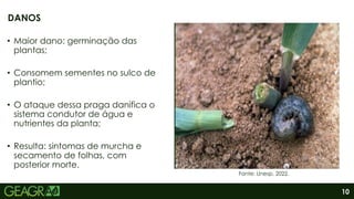 10
• Maior dano: germinação das
plantas;
• Consomem sementes no sulco de
plantio;
• O ataque dessa praga danifica o
sistema condutor de água e
nutrientes da planta;
• Resulta: sintomas de murcha e
secamento de folhas, com
posterior morte.
DANOS
Fonte: Unesp, 2022.
 