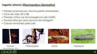 12
• Fêmea cinza-escura, macho pardo-amarelada;
• Ciclo de vida: 42 a 48;
• Período crítico vai da emergência até V4/R5;
• Favorecidas por anos secos e de estiagem;
• Casulos revestidos pelo solo.
Casulo Perfurações Larva Mariposa
Lagarta-elasmo (Elasmopalpus lignosellus)
Fonte: Embrapa, 2015.
 