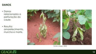 13
• Danos
relacionados a
perfuração do
caule;
• Resulta:
amarelecimento,
murcha e morte.
DANOS
Fonte: Unesp, 2022.
 