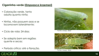 15
• Coloração verde, tanto
adulta quanto ninfa;
• Ninfas, não possuem asas e se
locomovem lateralmente;
• Ciclo de vida: 24 dias;
• Se adepta bem em regiões
quente e secas;
• Período crítico: até a floração.
Cigarrinha-verde (Empoasca kraemeri)
Fonte: Unesp, 2022.
Fonte: Unesp .2022
 