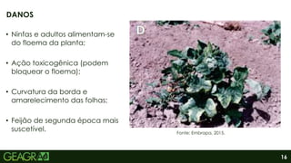 16
• Ninfas e adultos alimentam-se
do floema da planta;
• Ação toxicogênica (podem
bloquear o floema);
• Curvatura da borda e
amarelecimento das folhas;
• Feijão de segunda época mais
suscetível.
DANOS
Fonte: Embrapa, 2015.
 