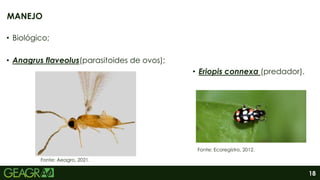 18
• Biológico;
• Anagrus flaveolus(parasitoides de ovos);
• Eriopis connexa (predador).
MANEJO
Fonte: Ecoregistro, 2012.
Fonte: Aeagro, 2021.
 