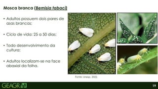 19
• Adultos possuem dois pares de
asas brancas;
• Ciclo de vida: 25 a 50 dias;
• Todo desenvolvimento da
cultura;
• Adultos localizam-se na face
abaxial da folha.
Mosca branca (Bemisia tabaci)
Fonte: Unesp, 2022.
 