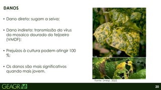 20
• Dano direto: sugam a seiva;
• Dano indireto: transmissão do vírus
do mosaico dourado do feijoeiro
(VMDF);
• Prejuízos à cultura podem atingir 100
%;
• Os danos são mais significativos
quando mais jovem.
.
DANOS
Fonte: Unesp, 2022.
 