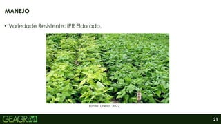 21
• Variedade Resistente: IPR Eldorado.
MANEJO
Fonte: Unesp, 2022.
 