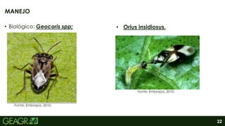 22
• Biológico: Geocoris spp;
MANEJO
• Orius insidiosus.
Fonte: Embrapa, 2010.
Fonte: Embrapa, 2010.
 