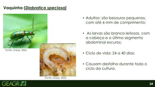 24
• Adultos: são besouros pequenos,
com até 6 mm de comprimento;
• As larvas são branco-leitosas, com
a cabeça e o último segmento
abdominal escuros;
• Ciclo de vida: 24 a 40 dias;
• Causam desfolha durante todo o
ciclo da cultura.
Vaquinha (Diabrotica speciosa)
Fonte: Unesp, 2022.
Fonte: Unesp, 2022.
 