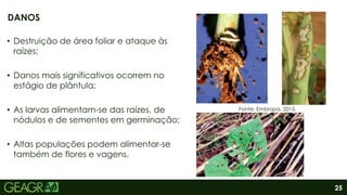 25
• Destruição de área foliar e ataque às
raízes;
• Danos mais significativos ocorrem no
estágio de plântula;
• As larvas alimentam-se das raízes, de
nódulos e de sementes em germinação;
• Altas populações podem alimentar-se
também de flores e vagens.
DANOS
Fonte: Embrapa, 2015.
 