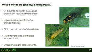 27
• Os adultos possuem coloração
preta com regiões amareladas;
• Larvas possuem coloração
branco hialina;
• Ciclo de vida: em média 40 dias;
• Muito favorecido por baixas
temperaturas;
• Emergência até florescimento.
Mosca-minadora (Liriomyza huidobrensis)
Fonte: Unesp, 2022.
 
