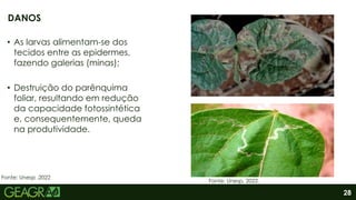28
• As larvas alimentam-se dos
tecidos entre as epidermes,
fazendo galerias (minas);
• Destruição do parênquima
foliar, resultando em redução
da capacidade fotossintética
e, consequentemente, queda
na produtividade.
DANOS
Fonte: Unesp .2022
Fonte: Unesp, 2022.
 