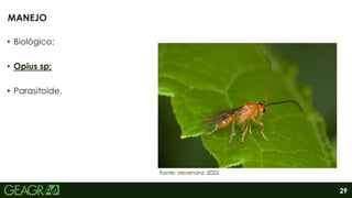 29
• Biológico;
• Opius sp;
• Parasitoide.
MANEJO
Fonte: stevenanz, 2022.
 
