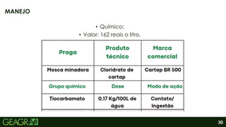 30
• Químico;
• Valor: 162 reais o litro.
MANEJO
 