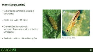 31
• Coloração amarelo-clara e
dourada;
• Ciclo de vida: 25 dias;
• Condições favoráveis:
temperaturas elevadas e baixa
umidade;
• Período critico: até a floração.
Tripes (Thrips palmi)
Fonte: Unesp, 2022.
 
