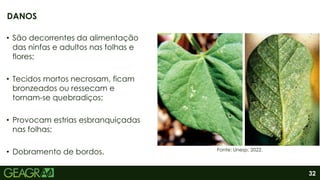 32
• São decorrentes da alimentação
das ninfas e adultos nas folhas e
flores;
• Tecidos mortos necrosam, ficam
bronzeados ou ressecam e
tornam-se quebradiços;
• Provocam estrias esbranquiçadas
nas folhas;
• Dobramento de bordos.
DANOS
Fonte: Unesp, 2022.
 